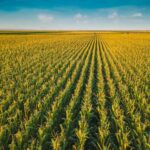 Lahan Pertanian Jagung