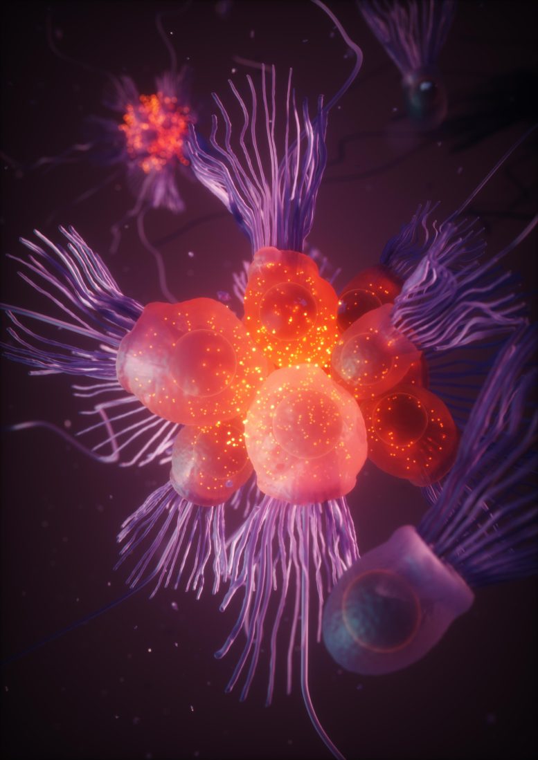 Karya Seni Mewakili Sinyal Kalsium di Koloni Roset Choanoflagellata S. rosetta