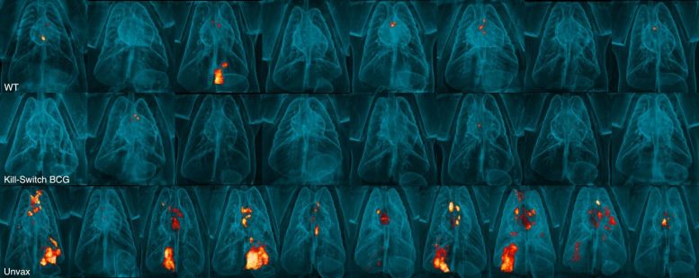 Gambar PET-CT Scan Paru-Paru Monyet