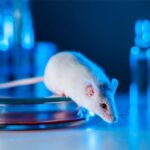 Tikus lab
