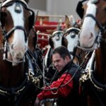Fans Memilih Iklan Budweiser Menampilkan Clydesdale Muda Super Bowl 2025 Commercial