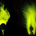 Kaisar Bird-of-Paradise Biofluorescence