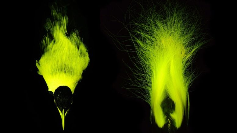 Kaisar Bird-of-Paradise Biofluorescence