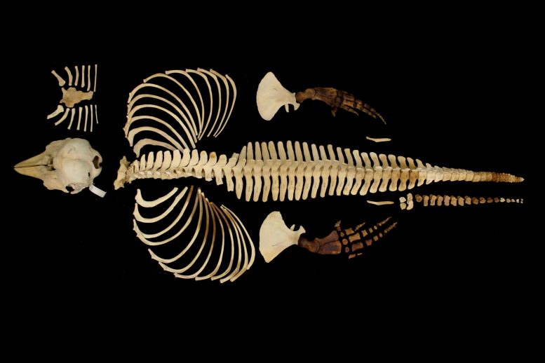 Kerangka penuh vaquita