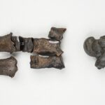 Florida River Fossils
