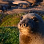 Northern Elephant Seal Natural New Year Reserve