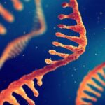 Ilustrasi molekul RNA