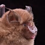 Kelelawar Javan Horseshoe