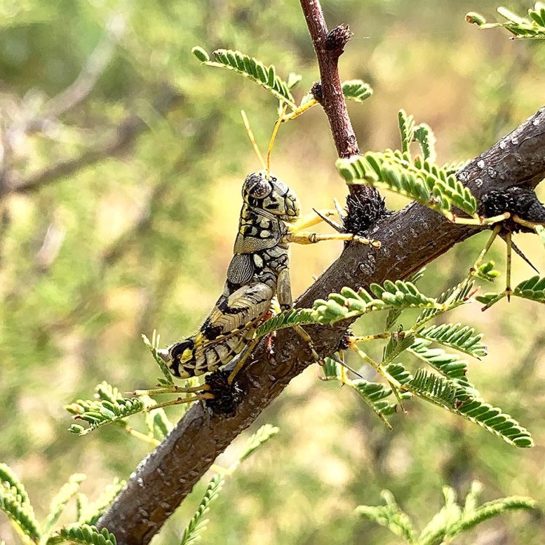 Agroecotettix Silverheelsi