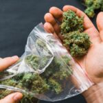Paket ganja kering