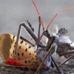 Predator Lanternfly berbintik -bintik