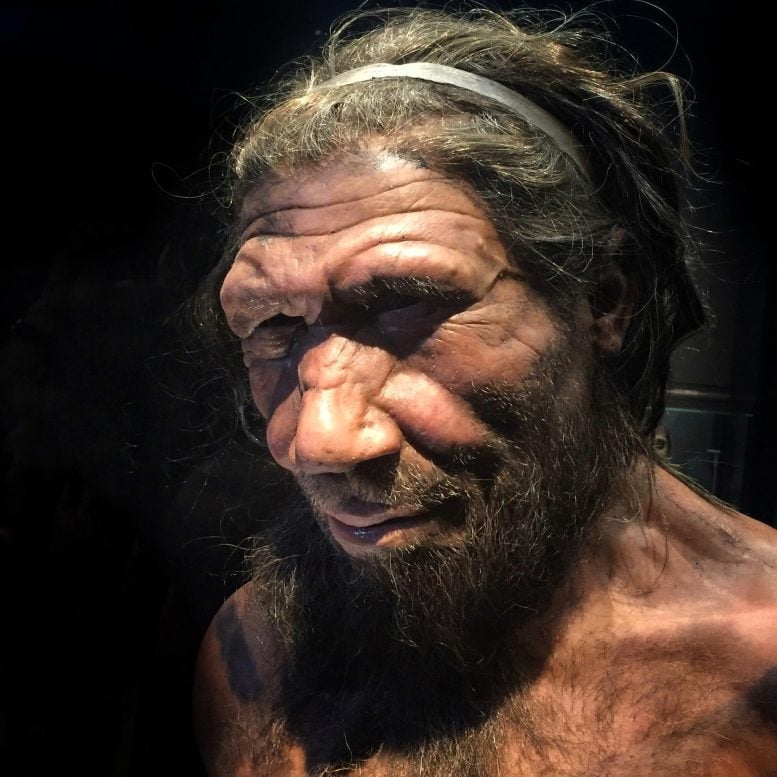 Penampilan Hidup Neanderthal Pria