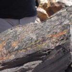 Batuan tertutupi daun fosil biji yang punah dicroidium