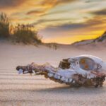 Konsep Kepunahan Tengkorak Hewan