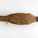 Lebih Misterius Dari Dodo: Burung yang tampak biasa-biasa saja ini Dove puyuh berkepala biru