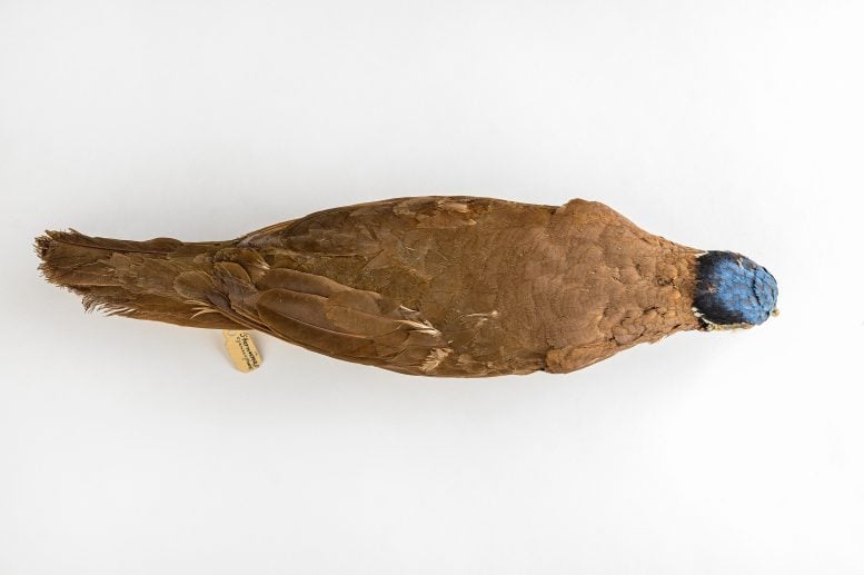 Dove puyuh berkepala biru
