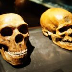 Tengkorak Museum Evolusi Manusia Close Up
