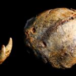 Tengkorak Paranthropus di sebelah Treopard Jawbone