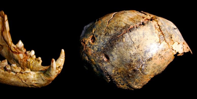 Tengkorak Paranthropus di sebelah Treopard Jawbone
