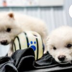 Apakah serigala yang mengerikan benar -benar dibangkitkan? Kami bertanya kepada Dire Wolves