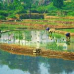 Farmers plant rice crops in Yuexi county in central China's Anhui province