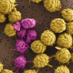 Bakteri magnetotaktik multiseluler