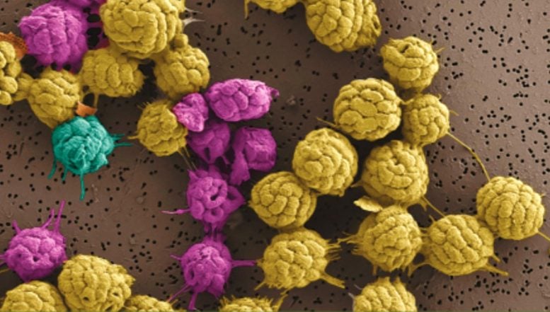 Bakteri magnetotaktik multiseluler