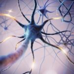 Ilustrasi Neuron