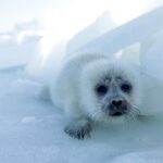 PUP SEAL KASPI