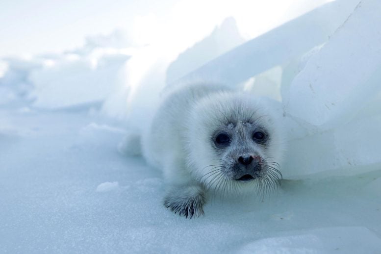 PUP SEAL KASPI