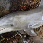 Image of a dolphin body from Florida's Indian River Lagoon.