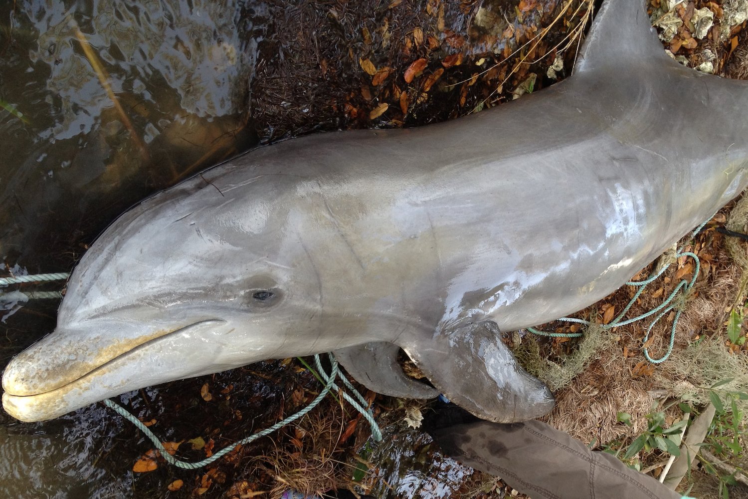 Image of a dolphin body from Florida's Indian River Lagoon.