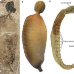 Pandangan keseluruhan Juracanthocephalus, di samping rekonstruksi artistik, dan perbandingan dengan cacing acanthocephalan modern