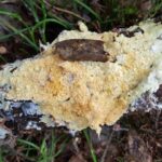 Spesimen Holotipe Piloderma Luminosum