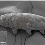 Tattooed Tardigrades