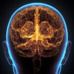 Jaringan Saraf Otak Manusia Korteks Cerebral