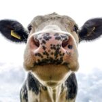 Sapi perah dekat