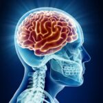 X-ray Anatomi Otak Manusia