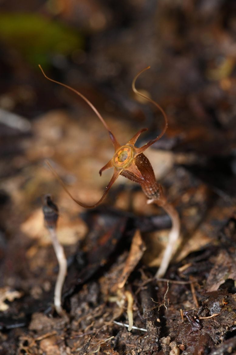 Aliasii ini di habitat aslinya