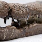 Seringai bergigi Borealosuchus