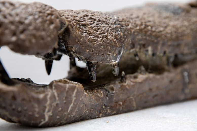 Seringai bergigi Borealosuchus