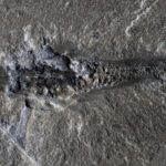 A fossil of Mosura fentoni, named after Mothra.