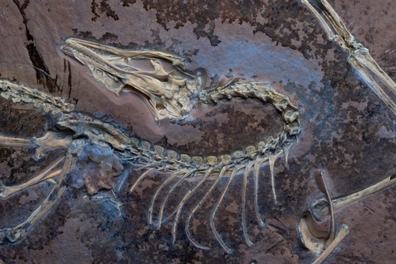 Chicago ArchaePteryx di bawah lampu UV