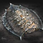 Rekonstruksi Artistik Burgess Shale Concilitergan Helmetia