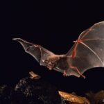 Kelelawar belajar berburu dengan menguping panggilan kawin, studi mengungkapkan Pinggiran Bat Lipped Menyerang Katak Perampok Fitzinger