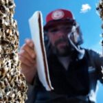 Brandon Hopkins menempatkan makanan lebah ke dalam sarang