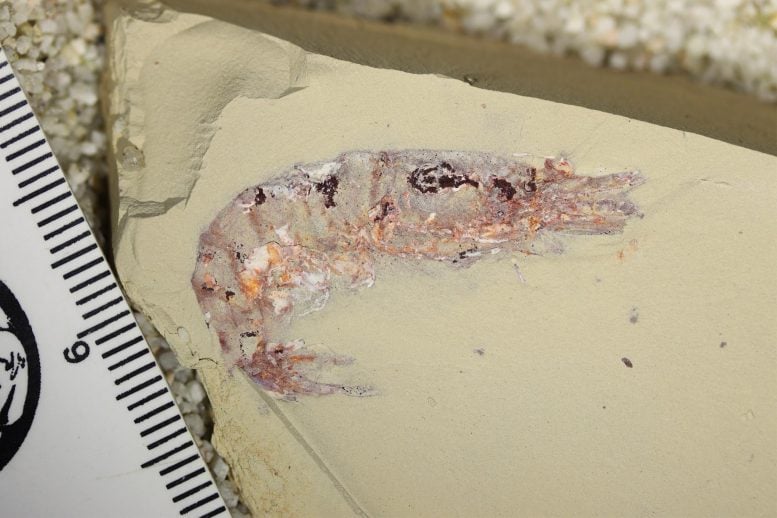 Udang fosil Cretaceous dari jbel oum tkout, morocco