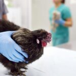 Dokter Hewan Ayam Flu Burung