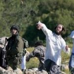 Pemukim Israel membakar tanaman gandum di Burqa Plain, Nablus