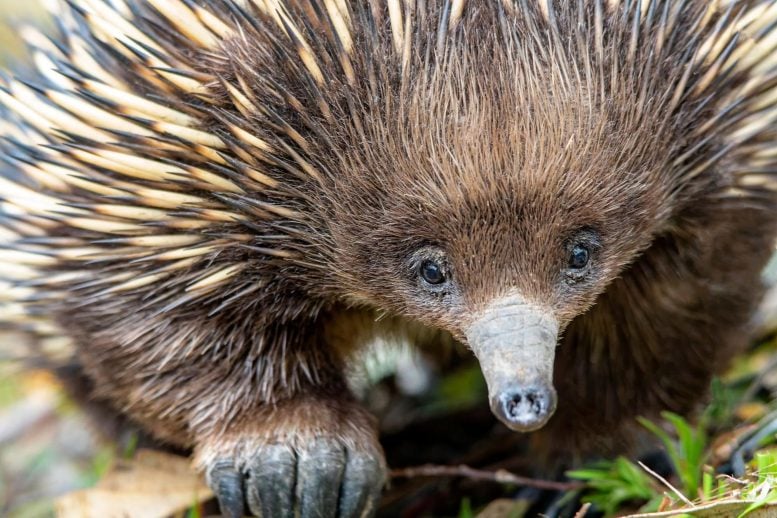 Echidna